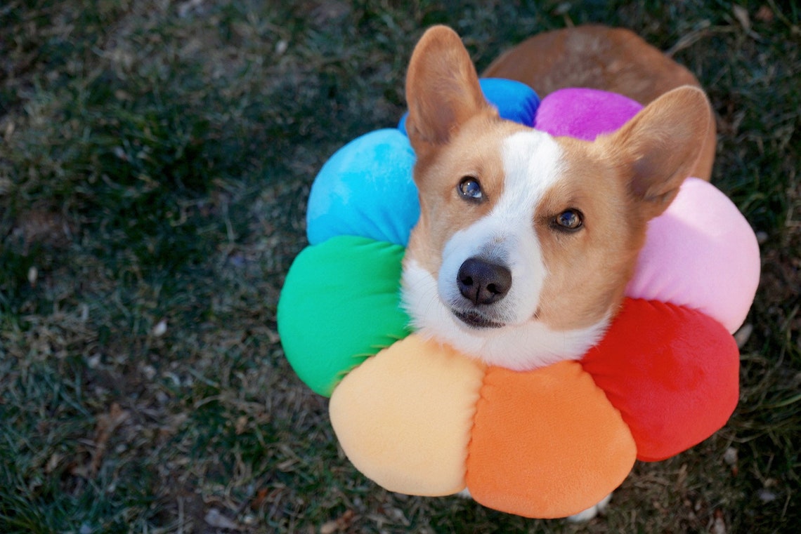 Rainbow Flower Recovery Collar/ecollar/ Elizabethan Collar Etsy