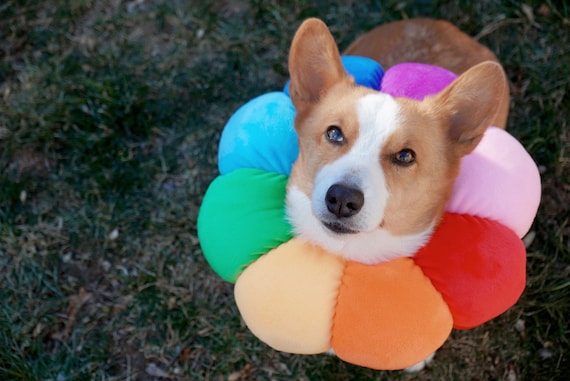 Flower top cone dog