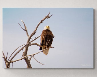 American Bald Eagle Print, Bald Eagle Photography, Wildlife Nature Prints, Fine Art Wildlife