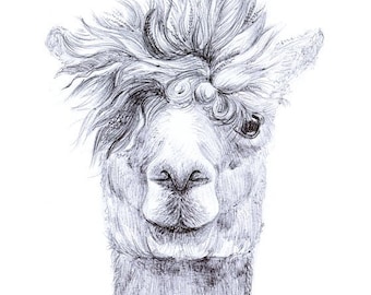 Ernie - Alpaca Print | Alpaca Portrait | Animal Art Work | Alpaca Art Work  | Farm Animal Prints | Giclée Print