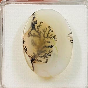 May include: An oval-shaped dendritic agate gemstone featuring a translucent off-white base with intricate, dark brown, fern-like inclusions. The stone is securely housed within a square, clear plastic display case with a white foam insert.