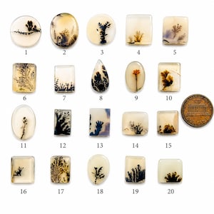May include: A collection of twenty polished dendritic agate cabochons in various shapes including round, oval, square, and teardrop. Each translucent stone features unique black or brown fern-like inclusions. A US one-cent coin is shown for scale.