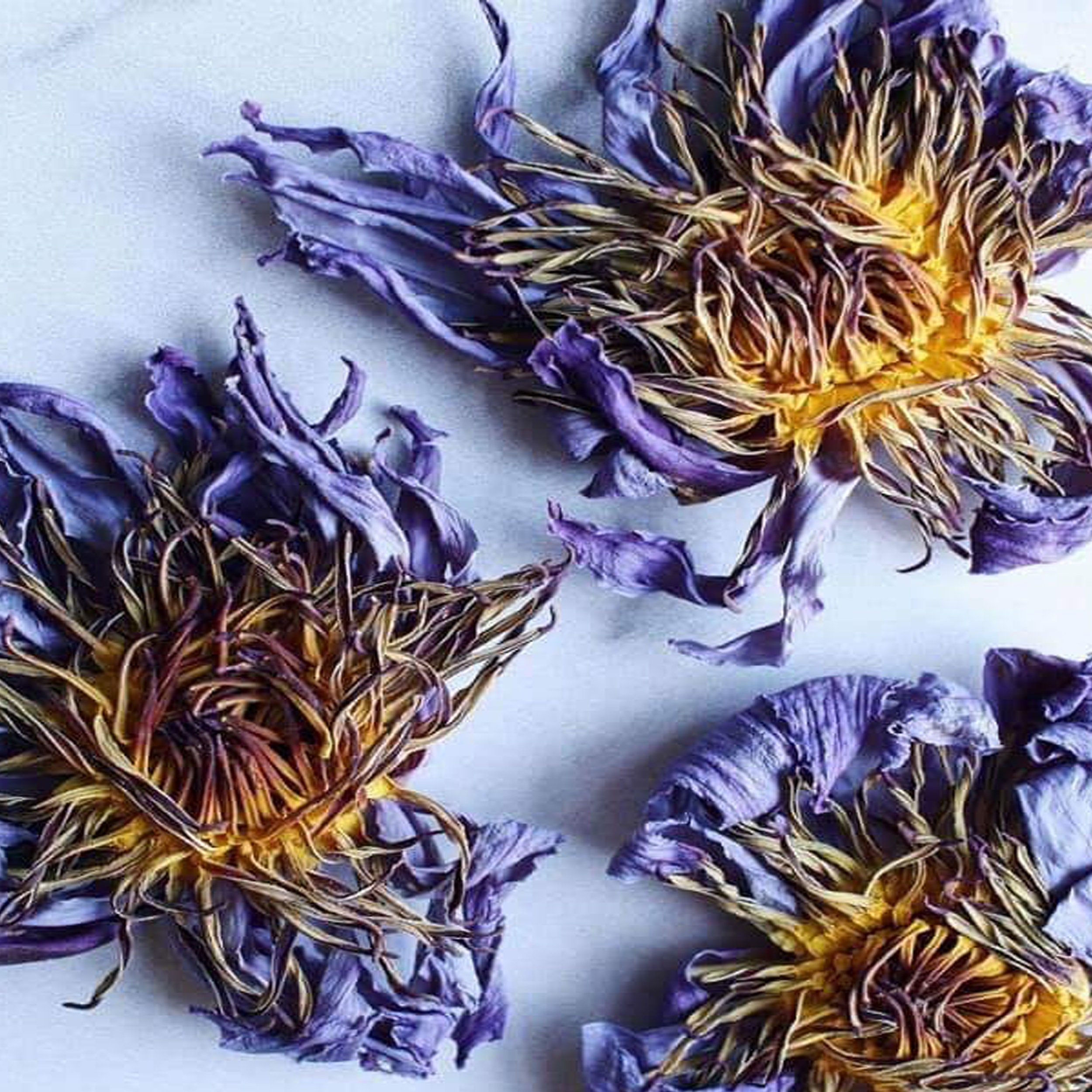 Organic Whole Blue Lotus Flowers Nymphaea Caerulea Dried Etsy UK