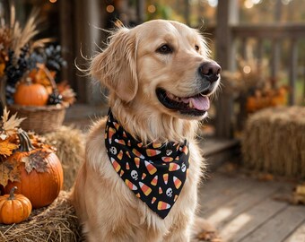 May include: A golden retriever dog wearing a black triangular bandana featuring a repeating pattern of white skulls and orange, yellow, and white candy corn pieces. The dog has light golden fur, a dark nose, and an open mouth with a pink tongue.
