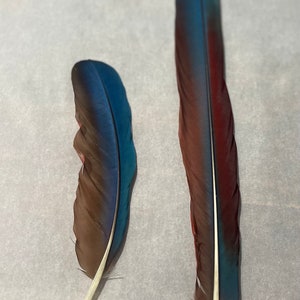 GREEN WING MACAW Tail Feather -ethically sourced
