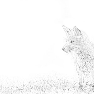 Fox III, Vulpes vulpes