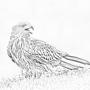 Red kite