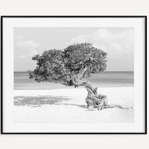 Beach Print, Black and White Aruba Photography, Eagle Beach Divi Tree Coastal Wall Decor, Palm Tree Poster, Large Wall Art for Beach House