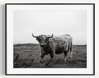 Farmhouse Decor, Shetland Cow Print, Scottish Highlands, Black and White Cow Print, Nature Photography, Farm Animal Nursery Print