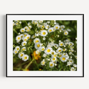 White Daisies Print, Flower Photography, Floral Wall Art, Botanical Wall Decor, Flower Field Photo, Nature Photography, Wall Art for Nursery