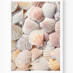 Seashell Print, Beach Photography, Cape Cod, Nantucket New England Wall Art, Minimalist Coastal Wall Decor for Beach House or Living Room