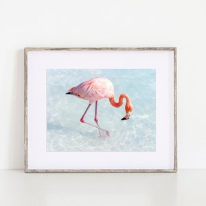 Pink Flamingo Wall Art, Aruba Photography, Flamingo Gift, Aruba Travel Souvenir, Tropical Wall Art, Flamingo Lover Gift, Animal Nursery Art