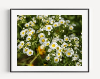 White Daisies Print, Flower Photography, Floral Wall Art, Botanical Wall Decor, Flower Photo, Nature Photography, Large Wall Art for Nursery