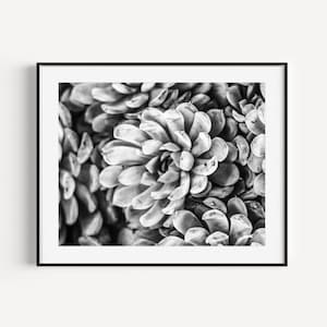 Schwarzweißer Sukkulenten Druck, Kaktus Poster, Botanischer Druck, Minimalistische Wand Kunst, Southwestern Dekor, Pflanzen Liebhaber Geschenk, Boho Wohndecor