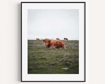 Scottish Highlands Cow, Scotland Print, Shetland Cows, Farm Animal Nursery, Farmhouse Wall Art, Livestock Photography, Farmhouse Decor