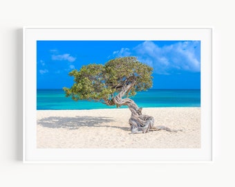 Eagle Beach Aruba Photography, Beach Wall Art, Aruba Gift, Coastal Wall Decor, Divi Trees, Ocean Wall Decor for Beach House or Living Room