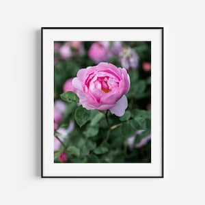 Pink rose in English rose garden photography print