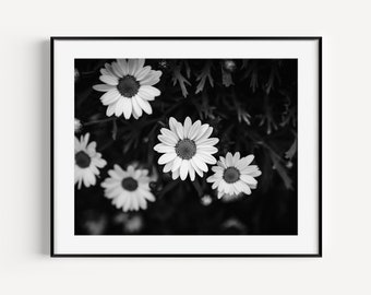 Black and White Daisies Print, Botanical Art, Spring Flowers Nature Photography, Wildflower Floral Wall Decor, Daisy Wall Art for Nursery