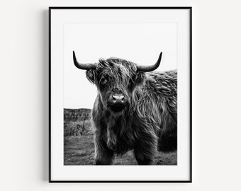 Farmhouse Decor, Shetland Cow Print Taken in The Scottish Highlands, Black and White Cow Print, Nature Photography Farm Animal Nursery Print
