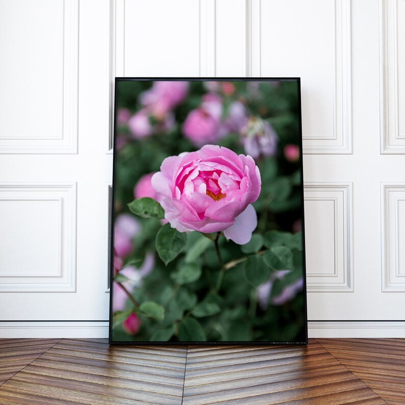 Pink rose in English rose garden photography print