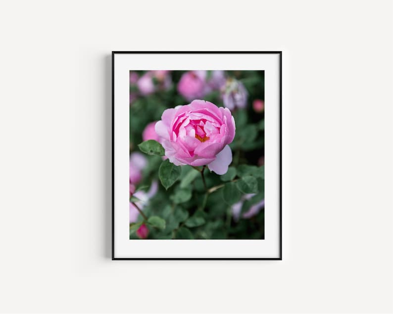 Pink rose in English rose garden photography print