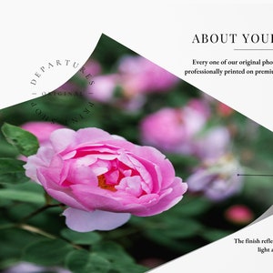 Pink rose in English rose garden photography print