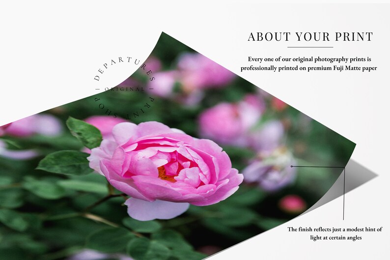 Pink rose in English rose garden photography print