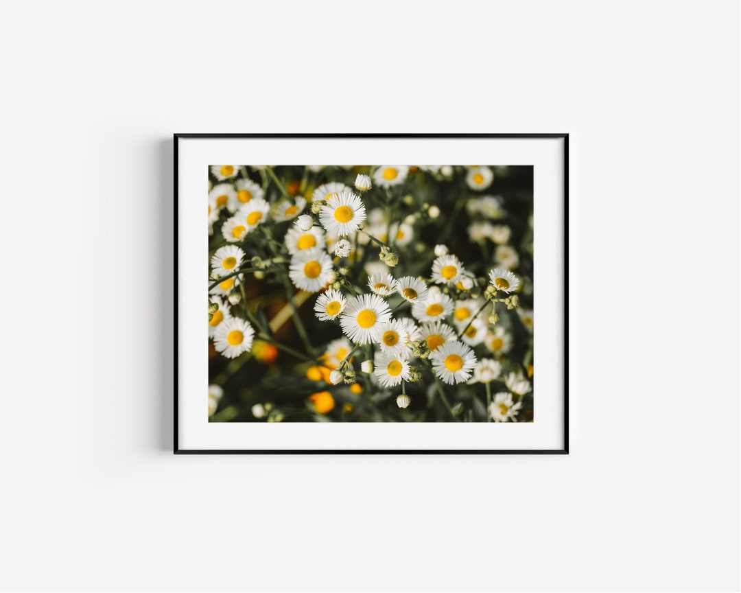 White Daisies Print, Daisy Wall Art, Floral Nursery Decor, Wildflower