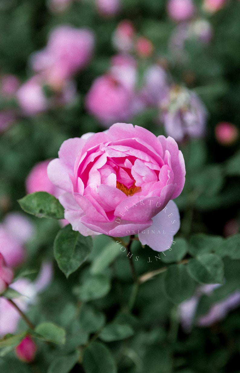 Pink rose in English rose garden photography print