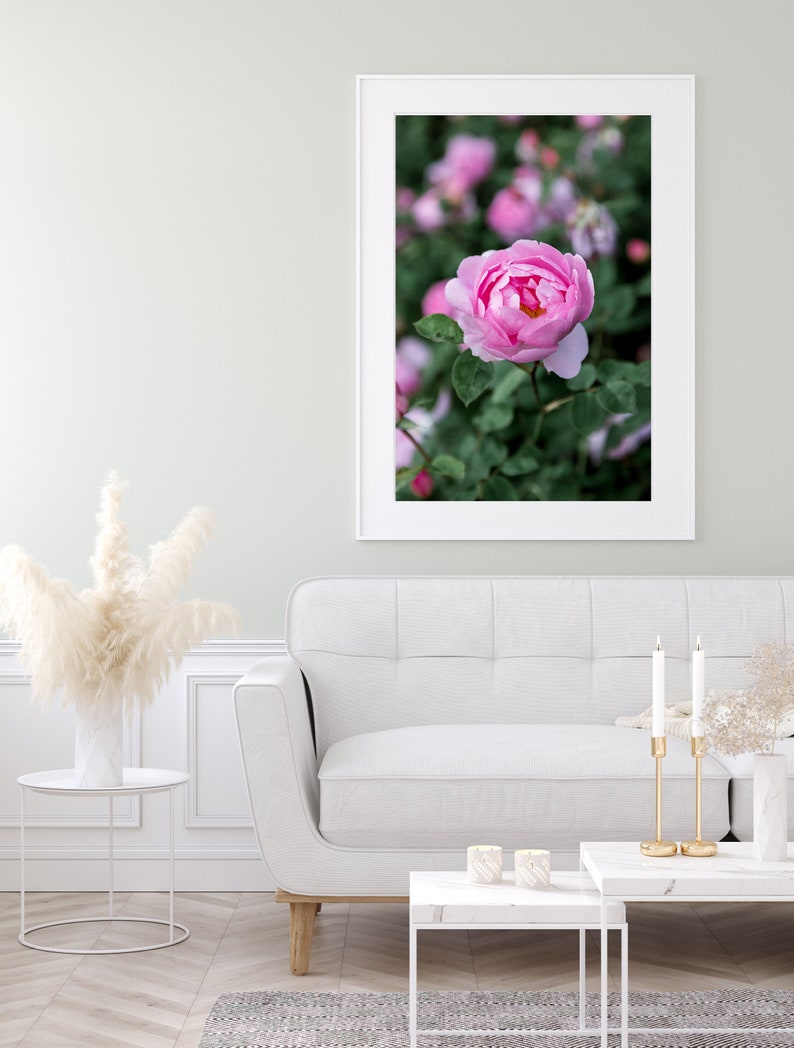 Pink rose in English rose garden photography print