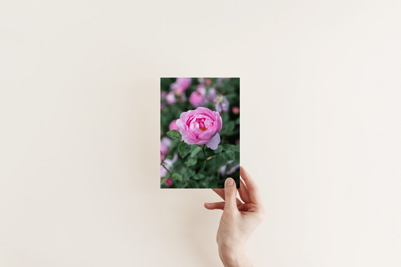 Pink rose in English rose garden photography print