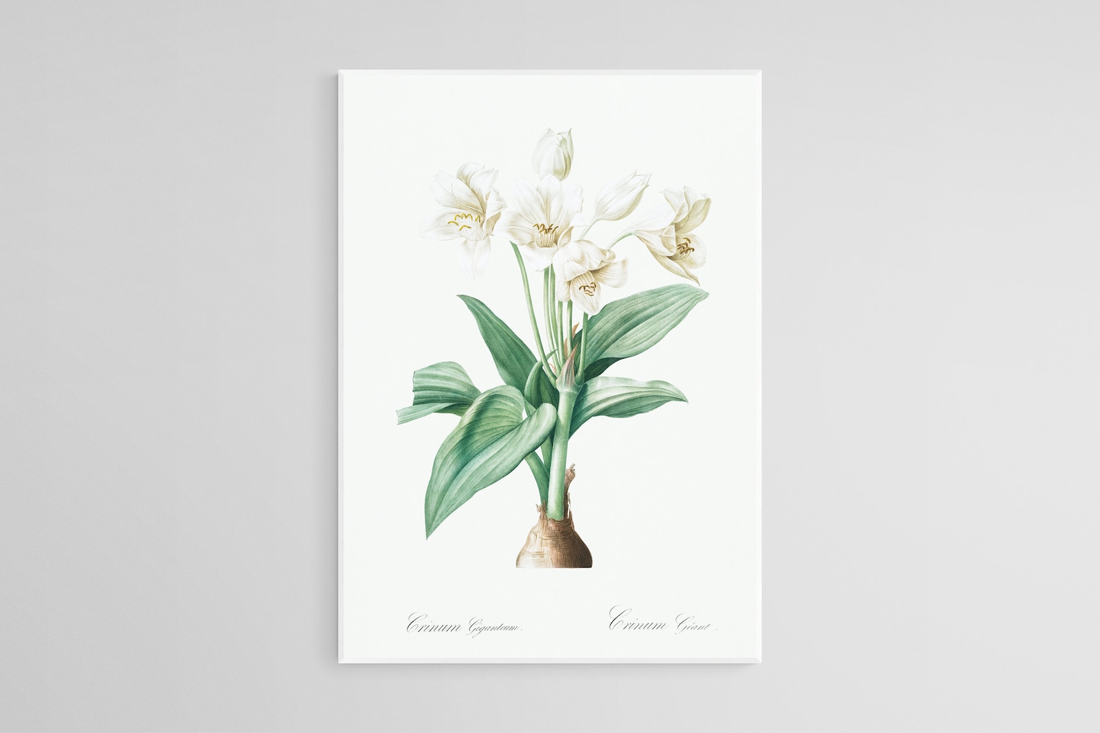 6 Set of Botanical Wall Art Printable Wall Decor Vintage - Etsy