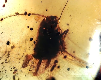 Cockroach Nymph in burmese amber