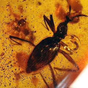 Scydmaeninae stone like ant beetle in burmese amber