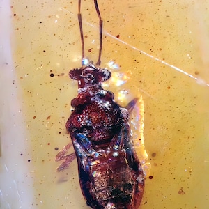 Hemiptera true bug in burmite amber