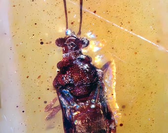 希少な絶滅したバッタ科（エルカニダエ科）、ビルマ産琥珀に含まれる