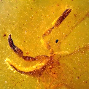 Unique pseudoscorpion in burmese amber