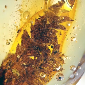 Phyllogonium - fern like plant in dominican amber
