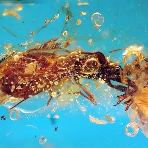 Aenicocephalidae gnat bug in burmese amber