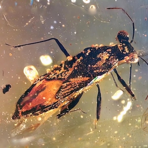 Amazing extinct  yuripopovidae bug in burmese amber