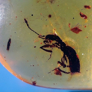 Nice coleoptera beetle in burmese amber