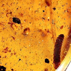 Polydesmids milipede in Burmese amber