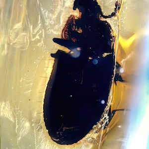 Nice black coleoptera beetle in burmese amber