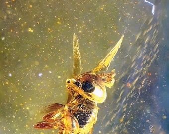 Rare Sawfly in burmese amber