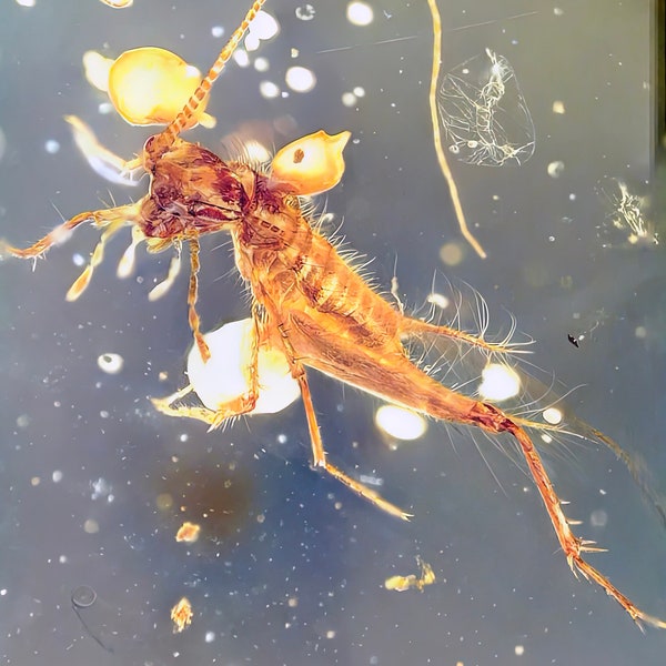 Perfrct Extinct Elcanidse cricket in burmese amber