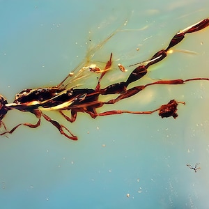 Very rare pelecinidae wasp in burmese amber