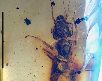 Big Dermaptera earwig in burmese amber