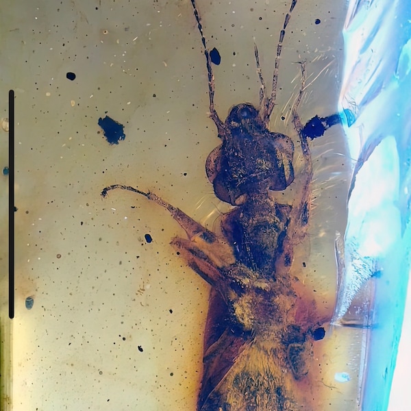 Big beetle in burmese amber