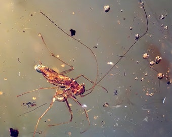 Very rare Juvenile Praying Mantis in burmese amber