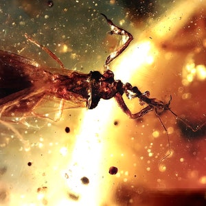 Enicocepphalidae - Assasin Bug - Burmese Amber
